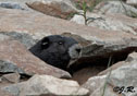 Marmota vancouverensis